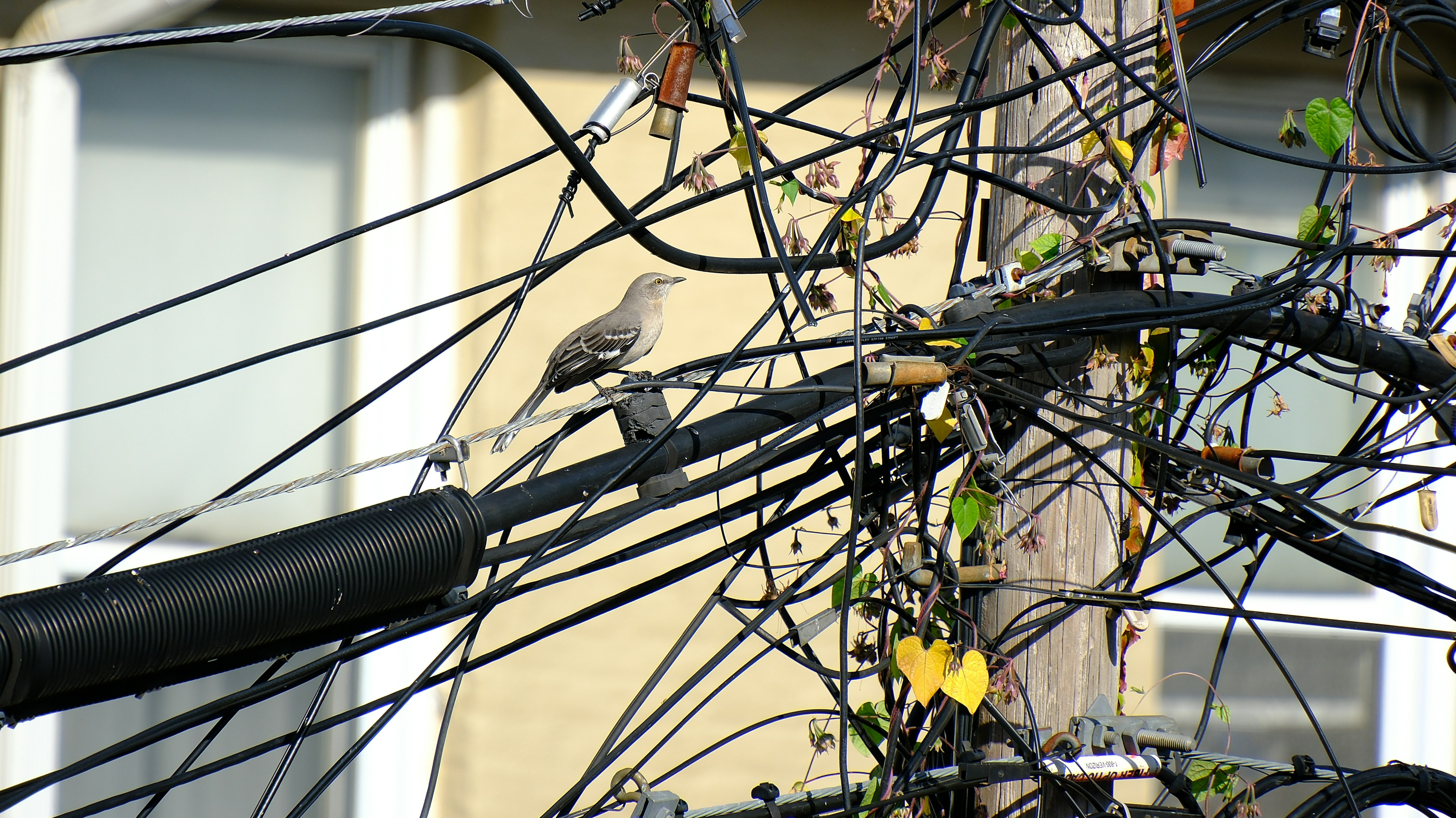 Mocking Frameworks are Code Smells